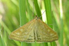 Attēlu rezultāti vaicājumam “Sitochroa verticalis”