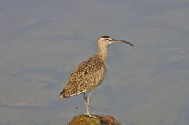 Attēlu rezultāti vaicājumam “Numenius phaeopus adult”