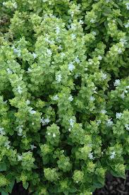Attēlu rezultāti vaicājumam “Ocimum basilicum flower”