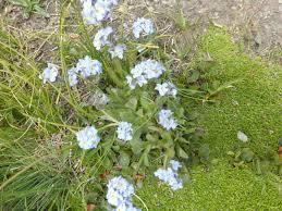 Attēlu rezultāti vaicājumam “Myosotis ramosissima”