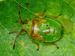 Attēlu rezultāti vaicājumam “Elasmostethus interstinctus nymph”