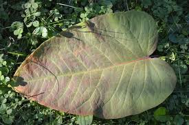 Attēlu rezultāti vaicājumam “Reynoutria sachalinensis leaf”
