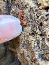 Attēlu rezultāti vaicājumam “Metatrichia vesparia”