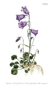 Attēlu rezultāti vaicājumam “Campanula persicifolia leaf”