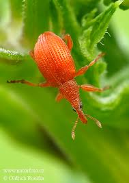 Attēlu rezultāti vaicājumam “Apion sp.”