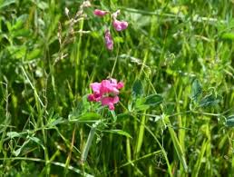 Attēlu rezultāti vaicājumam “Lathyrus tuberosus bud”