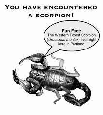 Attēlu rezultāti vaicājumam “Stemonitopsis gracilis”