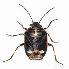 Attēlu rezultāti vaicājumam “Eurydema oleracea”