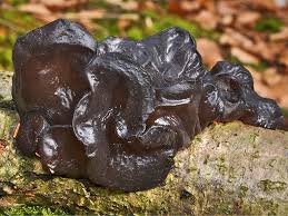 Attēlu rezultāti vaicājumam “Exidia truncata”