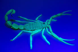 Attēlu rezultāti vaicājumam “Aphodius subterraneus imago”