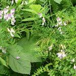 Attēlu rezultāti vaicājumam “Vicia sylvatica flower”