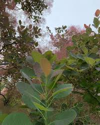 Attēlu rezultāti vaicājumam “Cotinus coggygria leaf”