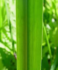 Image result for Acorus calamus