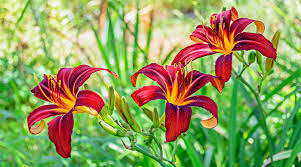 Attēlu rezultāti vaicājumam “Hemerocallis lilioasphodelus flower”