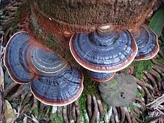 Attēlu rezultāti vaicājumam “Stereum fasciatum”