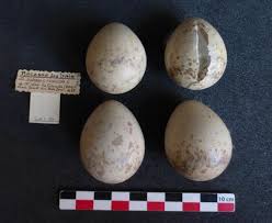 Attēlu rezultāti vaicājumam “Scolopax rusticola eggs”