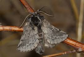 Attēlu rezultāti vaicājumam “Lasiocampidae”