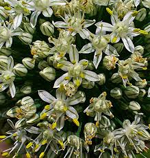 Attēlu rezultāti vaicājumam “Allium cepa”