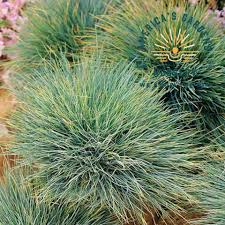 Attēlu rezultāti vaicājumam “Corynephorus canescens fruit”