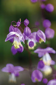 Attēlu rezultāti vaicājumam “Thalictrum lucidum flower”