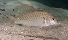 Image result for Leiostomus xanthurus