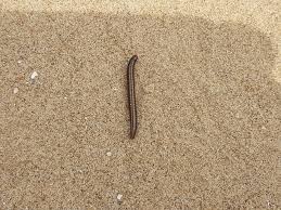 Attēlu rezultāti vaicājumam “Ommatoiulus sabulosus aimatopodus”