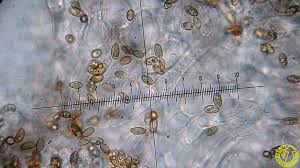 Attēlu rezultāti vaicājumam “Crepidotus versutus”