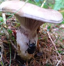 Attēlu rezultāti vaicājumam “Gomphidius glutinosus”