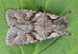 Attēlu rezultāti vaicājumam “Lithophane furcifera”