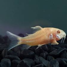 Image result for fish corydoras