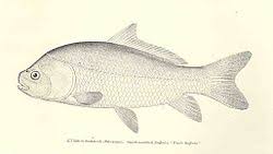 Image result for Ictiobus niger