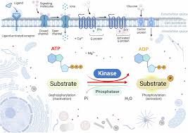 Image result for Channel SC-Weston SM