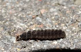 Attēlu rezultāti vaicājumam “Cantharis fusca larva”