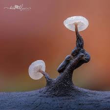 Attēlu rezultāti vaicājumam “Didymium clavus”