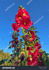 Image result for Stockrose