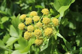 Attēlu rezultāti vaicājumam “Levisticum officinale flower”