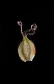 Attēlu rezultāti vaicājumam “Carex lasiocarpa fruit”