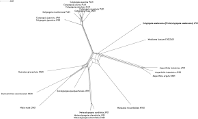 Attēlu rezultāti vaicājumam “Calypogeia suecica”