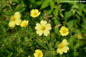 Image result for Potentilla recta
