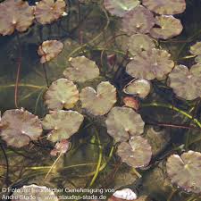 Image result for Seekanne