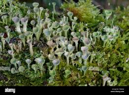 Attēlu rezultāti vaicājumam “Cladonia pyxidata”