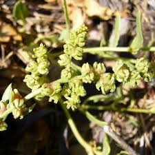 Image result for Beta vulgaris