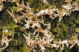 Attēlu rezultāti vaicājumam “Lentaria”