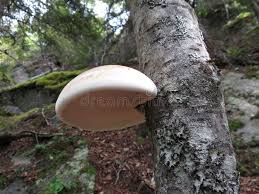 Attēlu rezultāti vaicājumam “Piptoporus betulinus”
