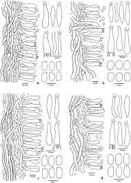 Attēlu rezultāti vaicājumam “Antrodia sinuosa”