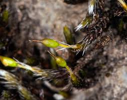 Attēlu rezultāti vaicājumam “Grimmia muehlenbeckii sporophyte”