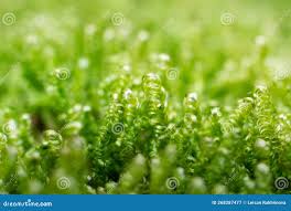 Attēlu rezultāti vaicājumam “Calliergonella lindbergii”