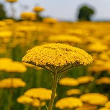 Image result for Achillea filipendulina