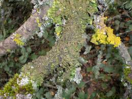 Attēlu rezultāti vaicājumam “Pleurosticta acetabulum”