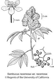 Attēlu rezultāti vaicājumam “Sambucus racemosa flower”
